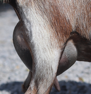 Lesperance Pinto Bean 